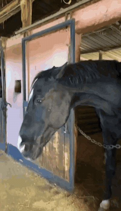 A Black Horse Standing In A Stable With Its Head Out Of The Door GIF