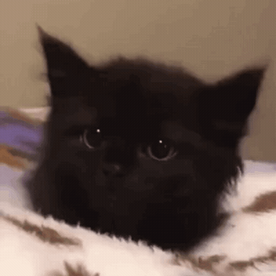 A Black Kitten Is Laying On A White Blanket On A Bed . GIF