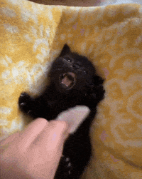 A Black Kitten Is Laying On A Yellow Blanket With Its Mouth Open GIF