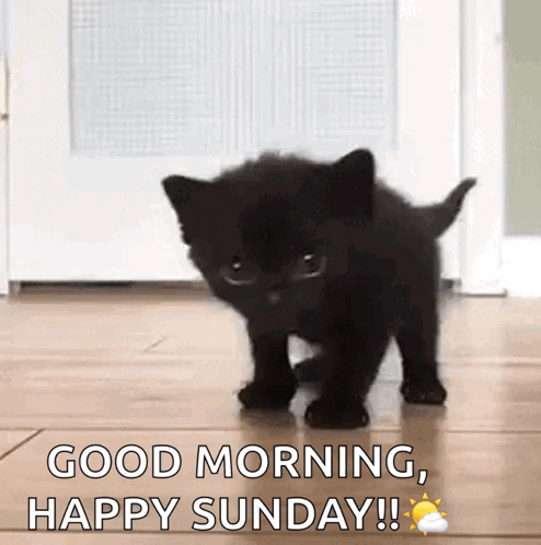 A Black Kitten Is Walking On A Wooden Floor With The Words `` Good Morning , Happy Sunday '' Above It . GIF