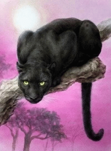 A Black Panther Is Laying On A Branch Of A Tree . GIF