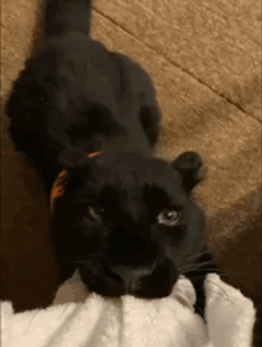 A Black Panther Is Laying On Top Of A White Towel . GIF