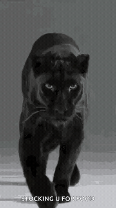 A Black Panther Is Walking Across A Snowy Field . GIF