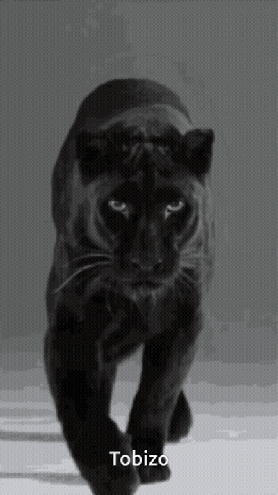 A Black Panther Is Walking Across A White Surface With The Name Tobizo Written Below It GIF