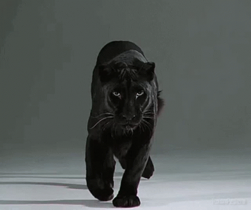 A Black Panther Is Walking On A White Surface In A Dark Room . GIF