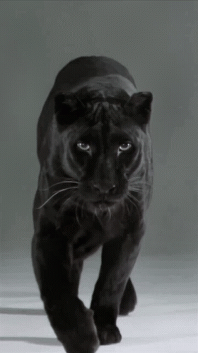 A Black Panther Walking On A White Surface With A Gray Background GIF