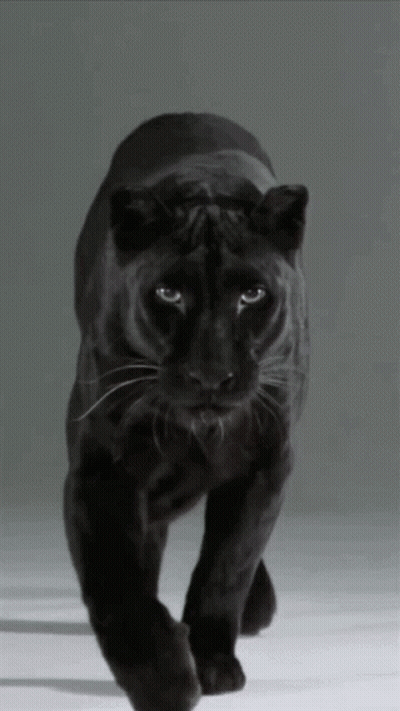 A Black Panther Walking On A White Surface With A Gray Background GIF