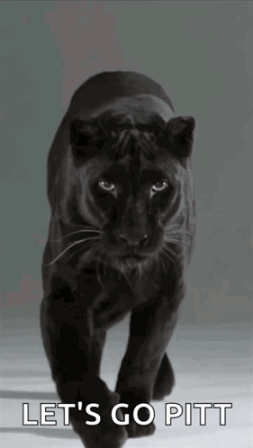 A Black Panther Walking With The Words Let 'S Go Pitt Written Below It GIF