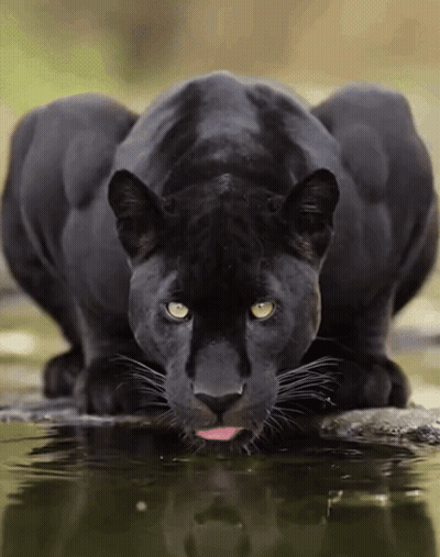 A Black Panther With Its Tongue Out Drinking Water GIF