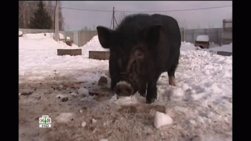 A Black Pig Is Standing In The Snow With The Letters Hb On The Bottom Right Corner GIF