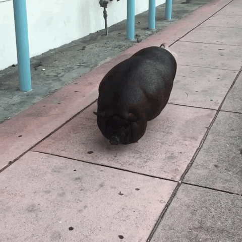 A Black Pig Is Walking Down A Sidewalk With A White Tail GIF