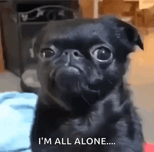 A Black Pug Dog Says " I 'M All Alone " In Front Of A Blue Cloth GIF