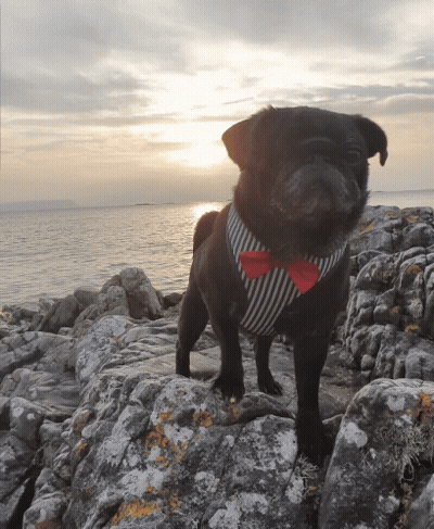 A Black Pug Dog Wearing A Red Bow Tie Stands On A Rock Near The Ocean GIF