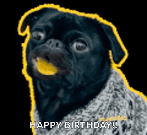 A Black Pug Dog With A Yellow Ball In Its Mouth And The Words Happy Birthday GIF