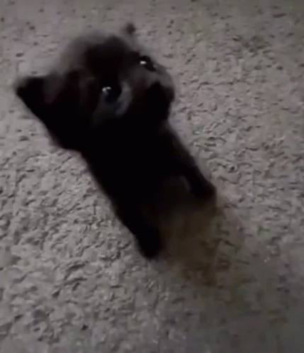 A Black Puppy Is Laying On A Carpet Looking At The Camera . GIF