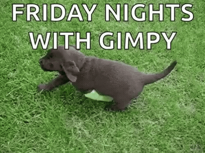 a black puppy is running on a lush green field .