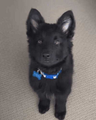 A Black Puppy Wearing A Blue Collar With A Tag That Says ' I 'M A Dog ' On It GIF