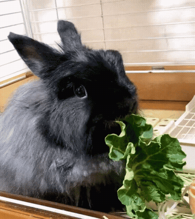 A Black Rabbit Is Chewing On A Piece Of Lettuce GIF