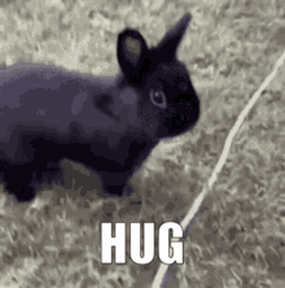A Black Rabbit Is Standing On Top Of A Grass Covered Field With The Word Hug Written On It . GIF