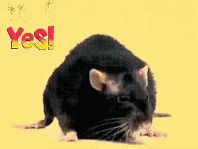 A Black Rat Is Standing In Front Of A Yellow Background With The Word Yes Written On It GIF
