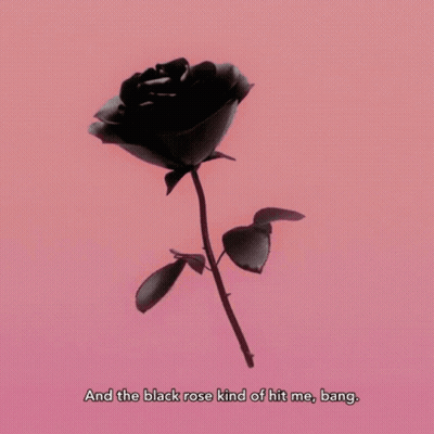 A Black Rose Is Against A Pink Background With The Words " And The Black Rose Kind Of Hit Me Bang " GIF