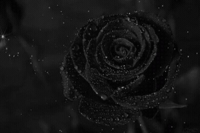 A Black Rose Is Surrounded By Water Drops And Stars GIF