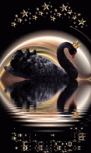 A Black Swan With A Gold Crown On Its Head Is In The Water GIF