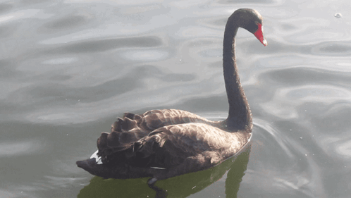 A Black Swan With A Red Beak Is Floating On A Body Of Water GIF