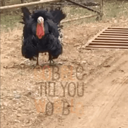A Black Turkey Is Standing On A Dirt Road Next To A Sign That Says " Be You " GIF