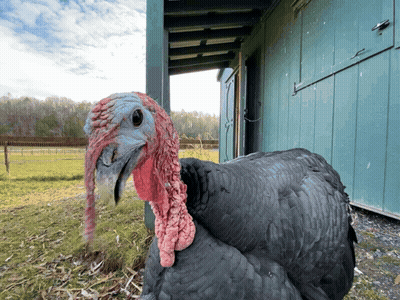 A Black Turkey With A Red Beak Is Standing In Front Of A Blue Shed GIF