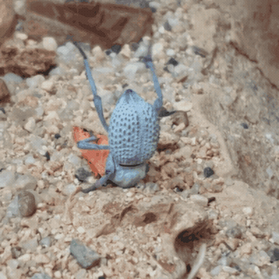 A Blue And Purple Spider Is Eating A Piece Of Orange GIF