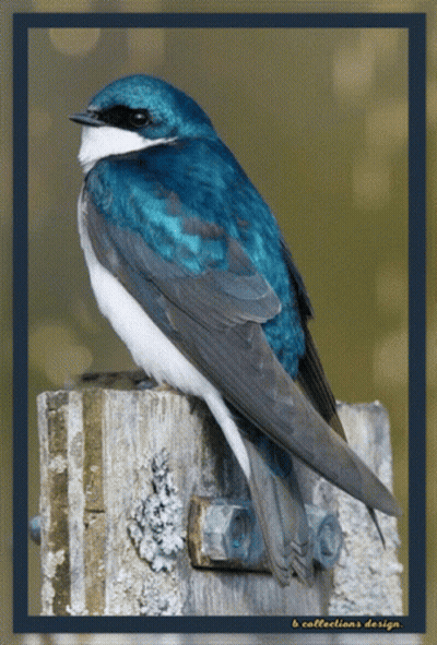A Blue And White Bird Is Perched On A Wooden Post With The Words B Collections Design On The Bottom GIF