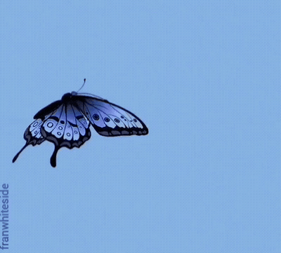 A Blue And White Butterfly Is Sitting On A Blue Sign That Reads Good Morning GIF