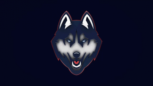 A Blue And White Husky With Blue Eyes GIF