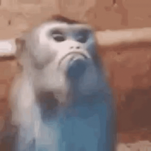 A Blue And White Monkey Is Sitting In Front Of A Wooden Table . GIF