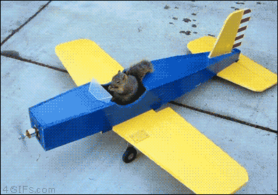 A Blue And Yellow Airplane With A Squirrel Sitting In The Cockpit GIF
