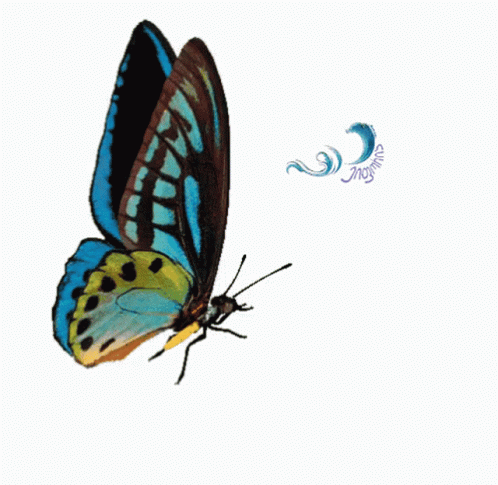 A Blue And Yellow Butterfly Is Flying On A White Background With The Word Mosquito Below It GIF