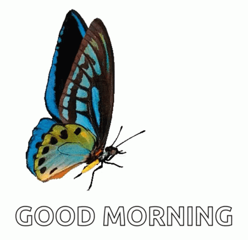 A Blue And Yellow Butterfly Is On A White Background With The Words Good Morning Below It GIF