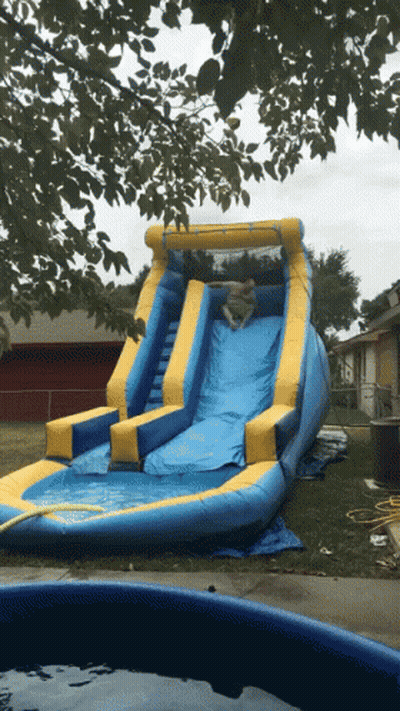 A Blue And Yellow Inflatable Water Slide Is Sitting In A Backyard GIF