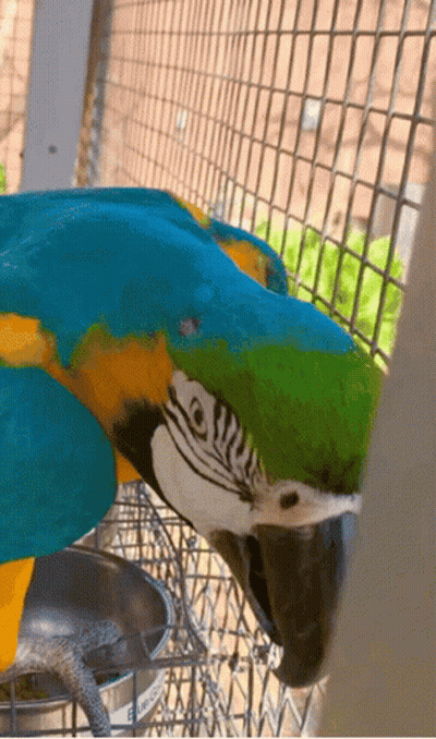 A Blue And Yellow Parrot Is Sitting In A Cage With A Bowl Of Food GIF