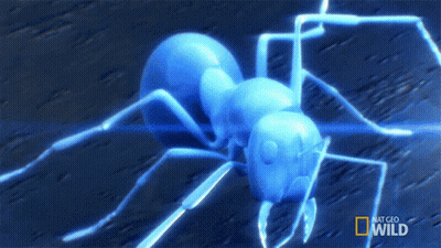 A Blue Ant With A National Geographic Wild Logo On The Bottom GIF