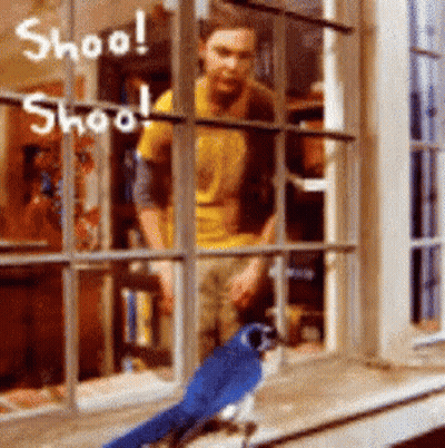 A Blue Bird Is Sitting On A Window Sill With A Man Behind It And The Words Shoo On The Window GIF