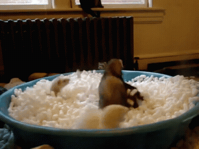 A Blue Bowl Filled With White Foam With A Bird In The Middle GIF
