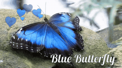 A Blue Butterfly Is Sitting On A Rock With The Words Blue Butterfly Above It GIF