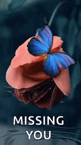 A Blue Butterfly Is Sitting On Top Of A Pink Rose With The Words Missing You Written Below It . GIF