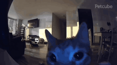 A Blue Cat Is Looking At The Camera In A Living Room With The Word Petcube On The Bottom Right GIF