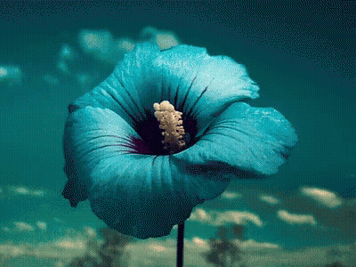 A Blue Flower Is Floating In The Water GIF