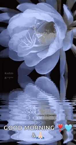 A Blue Flower Is Reflected In The Water And Says Good Morning And A Prayer GIF