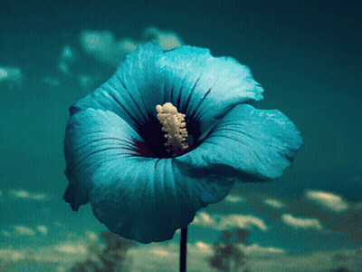 A Blue Flower With A Red Center Is Against A Blue Sky GIF