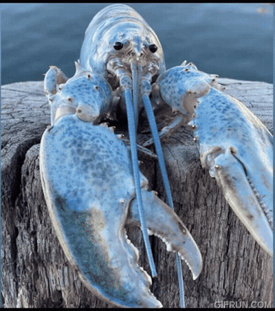 A Blue Lobster Is Sitting On A Piece Of Wood With A Gifrun.com Watermark GIF
